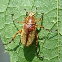Vaquinha amarela