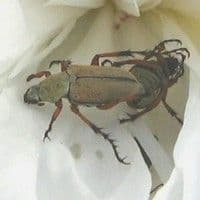 Vaquinha amarela