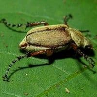 Vaquinha amarela
