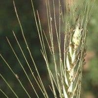 Pulgão de espiga