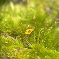 Pulgão amarelo das orquideas