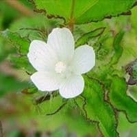 Malva de espinho