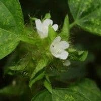 Malva de espinho