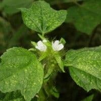 Malva de espinho