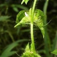 Malva de espinho