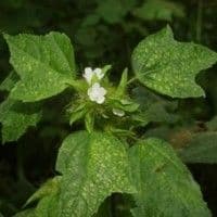 Malva de espinho