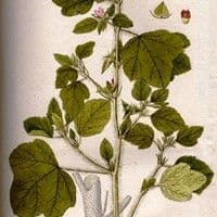 Malva de espinho