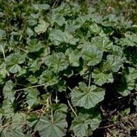 Malva do campo