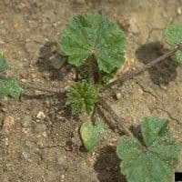 Malva do campo
