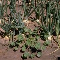 Malva do campo