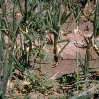 Malva do campo