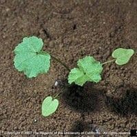 Malva do campo
