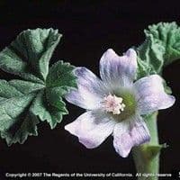 Malva do campo