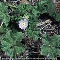 Malva do campo