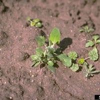 Malva do campo