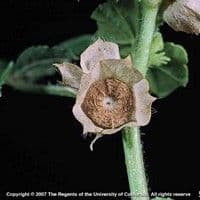 Malva