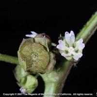 Malva