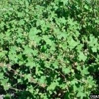 Malva