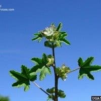 Malva