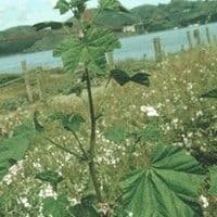Malva