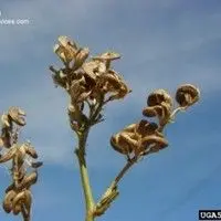 Alfafa