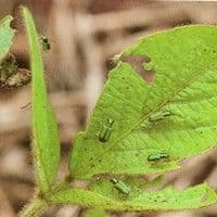 Cascudinho verde