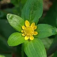 Flor amarela