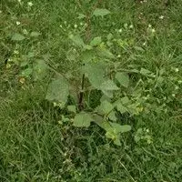 Flor amarela