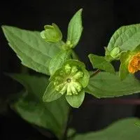 Flor amarela