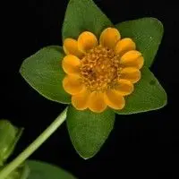 Flor amarela