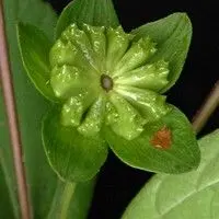 Flor amarela