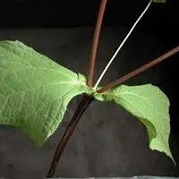 Flor amarela