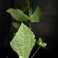 Flor amarela