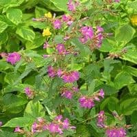 Malva roxa