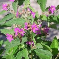 Malva roxa