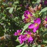 Malva roxa