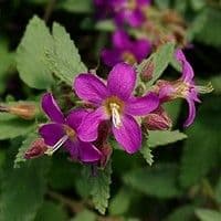 Malva roxa