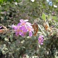 Malva roxa