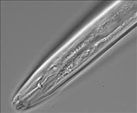 Nematoide da goiabeira