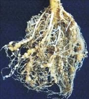 Nematoides-das-galhas