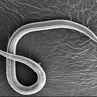 Meloidoginose