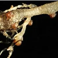 Meloidoginose