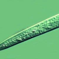 Meloidoginose