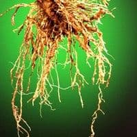 Meloidoginose