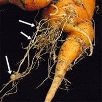 Meloidoginose