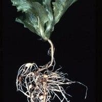 Meloidoginose