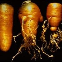 Meloidoginose