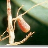 Meloidoginose