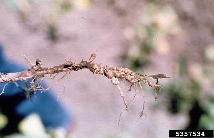 Nematoide-das-galhas