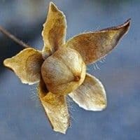 Corda-de-viola